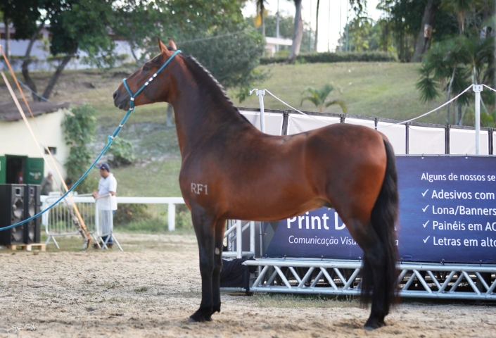 Habilidoso Rf1 (15)
