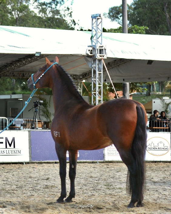 Habilidoso Rf1 (3)