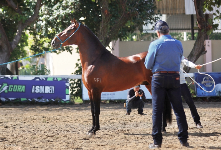 Habilidoso Rf1 (6)