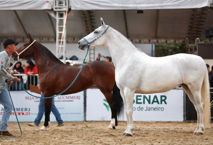 LANCHA ROMAIAN (4)