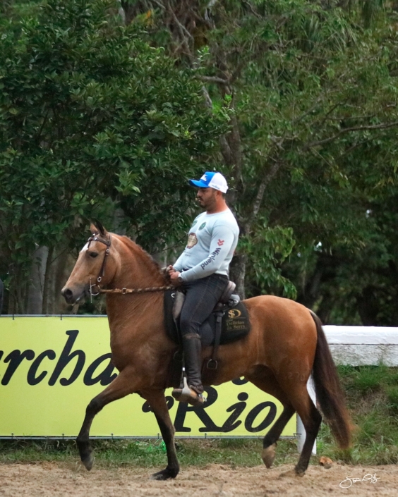Lobo de Brotas (5)